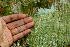  ( - BioBot01445)  @11 [ ] CreativeCommons - Attribution Non-Commercial Share-Alike (2010) Daniel H. Janzen Guanacaste Dry Forest Conservation Fund