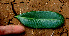  ( - BioBot01445)  @11 [ ] CreativeCommons - Attribution Non-Commercial Share-Alike (2010) Daniel H. Janzen Guanacaste Dry Forest Conservation Fund