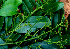  ( - BioBot01445)  @11 [ ] CreativeCommons - Attribution Non-Commercial Share-Alike (2010) Daniel H. Janzen Guanacaste Dry Forest Conservation Fund