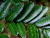  ( - BioBot01446)  @11 [ ] CreativeCommons - Attribution Non-Commercial Share-Alike (2010) Daniel H. Janzen Guanacaste Dry Forest Conservation Fund
