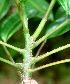  ( - BioBot01446)  @11 [ ] CreativeCommons - Attribution Non-Commercial Share-Alike (2010) Daniel H. Janzen Guanacaste Dry Forest Conservation Fund