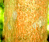  ( - BioBot01447)  @11 [ ] CreativeCommons - Attribution Non-Commercial Share-Alike (2010) Daniel H. Janzen Guanacaste Dry Forest Conservation Fund
