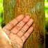  ( - BioBot01447)  @11 [ ] CreativeCommons - Attribution Non-Commercial Share-Alike (2010) Daniel H. Janzen Guanacaste Dry Forest Conservation Fund