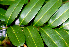  ( - BioBot01447)  @11 [ ] CreativeCommons - Attribution Non-Commercial Share-Alike (2010) Daniel H. Janzen Guanacaste Dry Forest Conservation Fund