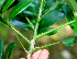  ( - BioBot01447)  @11 [ ] CreativeCommons - Attribution Non-Commercial Share-Alike (2010) Daniel H. Janzen Guanacaste Dry Forest Conservation Fund