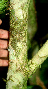  ( - BioBot01457)  @11 [ ] CreativeCommons - Attribution Non-Commercial Share-Alike (2010) Daniel H. Janzen Guanacaste Dry Forest Conservation Fund