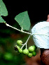  ( - BioBot01457)  @11 [ ] CreativeCommons - Attribution Non-Commercial Share-Alike (2010) Daniel H. Janzen Guanacaste Dry Forest Conservation Fund