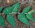 ( - BioBot01457)  @11 [ ] CreativeCommons - Attribution Non-Commercial Share-Alike (2010) Daniel H. Janzen Guanacaste Dry Forest Conservation Fund