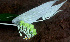  ( - BioBot01457)  @11 [ ] CreativeCommons - Attribution Non-Commercial Share-Alike (2010) Daniel H. Janzen Guanacaste Dry Forest Conservation Fund