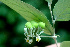  ( - BioBot01457)  @11 [ ] CreativeCommons - Attribution Non-Commercial Share-Alike (2010) Daniel H. Janzen Guanacaste Dry Forest Conservation Fund