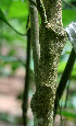  ( - BioBot01458)  @11 [ ] CreativeCommons - Attribution Non-Commercial Share-Alike (2010) Daniel H. Janzen Guanacaste Dry Forest Conservation Fund