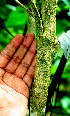  ( - BioBot01458)  @11 [ ] CreativeCommons - Attribution Non-Commercial Share-Alike (2010) Daniel H. Janzen Guanacaste Dry Forest Conservation Fund
