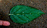 ( - BioBot01458)  @11 [ ] CreativeCommons - Attribution Non-Commercial Share-Alike (2010) Daniel H. Janzen Guanacaste Dry Forest Conservation Fund
