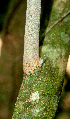  ( - BioBot01459)  @11 [ ] CreativeCommons - Attribution Non-Commercial Share-Alike (2010) Daniel H. Janzen Guanacaste Dry Forest Conservation Fund