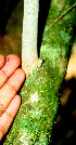 ( - BioBot01459)  @11 [ ] CreativeCommons - Attribution Non-Commercial Share-Alike (2010) Daniel H. Janzen Guanacaste Dry Forest Conservation Fund