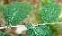  ( - BioBot01459)  @11 [ ] CreativeCommons - Attribution Non-Commercial Share-Alike (2010) Daniel H. Janzen Guanacaste Dry Forest Conservation Fund