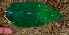  ( - BioBot01459)  @11 [ ] CreativeCommons - Attribution Non-Commercial Share-Alike (2010) Daniel H. Janzen Guanacaste Dry Forest Conservation Fund