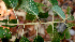  (Morisonia - BioBot01467)  @11 [ ] CreativeCommons - Attribution Non-Commercial Share-Alike (2010) Daniel H. Janzen Guanacaste Dry Forest Conservation Fund