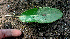  ( - BioBot01467)  @11 [ ] CreativeCommons - Attribution Non-Commercial Share-Alike (2010) Daniel H. Janzen Guanacaste Dry Forest Conservation Fund