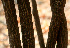  ( - BioBot01469)  @11 [ ] CreativeCommons - Attribution Non-Commercial Share-Alike (2010) Daniel H. Janzen Guanacaste Dry Forest Conservation Fund