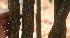  ( - BioBot01469)  @11 [ ] CreativeCommons - Attribution Non-Commercial Share-Alike (2010) Daniel H. Janzen Guanacaste Dry Forest Conservation Fund