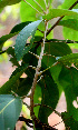  ( - BioBot01469)  @11 [ ] CreativeCommons - Attribution Non-Commercial Share-Alike (2010) Daniel H. Janzen Guanacaste Dry Forest Conservation Fund