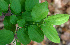  (Sarcomphalus - BioBot01470)  @11 [ ] CreativeCommons - Attribution Non-Commercial Share-Alike (2010) Daniel H. Janzen Guanacaste Dry Forest Conservation Fund