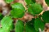  ( - BioBot01470)  @11 [ ] CreativeCommons - Attribution Non-Commercial Share-Alike (2010) Daniel H. Janzen Guanacaste Dry Forest Conservation Fund
