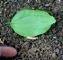  ( - BioBot01470)  @11 [ ] CreativeCommons - Attribution Non-Commercial Share-Alike (2010) Daniel H. Janzen Guanacaste Dry Forest Conservation Fund