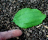  ( - BioBot01470)  @11 [ ] CreativeCommons - Attribution Non-Commercial Share-Alike (2010) Daniel H. Janzen Guanacaste Dry Forest Conservation Fund