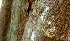  ( - BioBot01470)  @11 [ ] CreativeCommons - Attribution Non-Commercial Share-Alike (2010) Daniel H. Janzen Guanacaste Dry Forest Conservation Fund