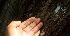  ( - BioBot01470)  @11 [ ] CreativeCommons - Attribution Non-Commercial Share-Alike (2010) Daniel H. Janzen Guanacaste Dry Forest Conservation Fund