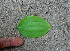  ( - BioBot01471)  @11 [ ] CreativeCommons - Attribution Non-Commercial Share-Alike (2010) Daniel H. Janzen Guanacaste Dry Forest Conservation Fund