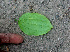  ( - BioBot01471)  @11 [ ] CreativeCommons - Attribution Non-Commercial Share-Alike (2010) Daniel H. Janzen Guanacaste Dry Forest Conservation Fund