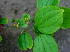  ( - BioBot01471)  @11 [ ] CreativeCommons - Attribution Non-Commercial Share-Alike (2010) Daniel H. Janzen Guanacaste Dry Forest Conservation Fund