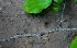  ( - BioBot01471)  @11 [ ] CreativeCommons - Attribution Non-Commercial Share-Alike (2010) Daniel H. Janzen Guanacaste Dry Forest Conservation Fund