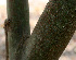  ( - BioBot01472)  @11 [ ] CreativeCommons - Attribution Non-Commercial Share-Alike (2010) Daniel H. Janzen Guanacaste Dry Forest Conservation Fund