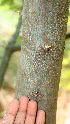  ( - BioBot01472)  @11 [ ] CreativeCommons - Attribution Non-Commercial Share-Alike (2010) Daniel H. Janzen Guanacaste Dry Forest Conservation Fund