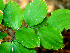  ( - BioBot01472)  @11 [ ] CreativeCommons - Attribution Non-Commercial Share-Alike (2010) Daniel H. Janzen Guanacaste Dry Forest Conservation Fund