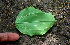  ( - BioBot01472)  @11 [ ] CreativeCommons - Attribution Non-Commercial Share-Alike (2010) Daniel H. Janzen Guanacaste Dry Forest Conservation Fund