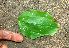  ( - BioBot01472)  @11 [ ] CreativeCommons - Attribution Non-Commercial Share-Alike (2010) Daniel H. Janzen Guanacaste Dry Forest Conservation Fund