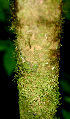  ( - BioBot01479)  @11 [ ] CreativeCommons - Attribution Non-Commercial Share-Alike (2010) Daniel H. Janzen Guanacaste Dry Forest Conservation Fund