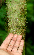  ( - BioBot01479)  @11 [ ] CreativeCommons - Attribution Non-Commercial Share-Alike (2010) Daniel H. Janzen Guanacaste Dry Forest Conservation Fund