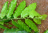  ( - BioBot01479)  @11 [ ] CreativeCommons - Attribution Non-Commercial Share-Alike (2010) Daniel H. Janzen Guanacaste Dry Forest Conservation Fund