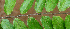  ( - BioBot01479)  @11 [ ] CreativeCommons - Attribution Non-Commercial Share-Alike (2010) Daniel H. Janzen Guanacaste Dry Forest Conservation Fund