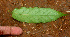  ( - BioBot01479)  @11 [ ] CreativeCommons - Attribution Non-Commercial Share-Alike (2010) Daniel H. Janzen Guanacaste Dry Forest Conservation Fund