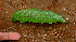  ( - BioBot01479)  @11 [ ] CreativeCommons - Attribution Non-Commercial Share-Alike (2010) Daniel H. Janzen Guanacaste Dry Forest Conservation Fund