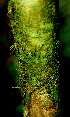  ( - BioBot01480)  @11 [ ] CreativeCommons - Attribution Non-Commercial Share-Alike (2010) Daniel H. Janzen Guanacaste Dry Forest Conservation Fund