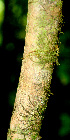  (Psychotria berteriana - BioBot01482)  @11 [ ] CreativeCommons - Attribution Non-Commercial Share-Alike (2010) Daniel H. Janzen Guanacaste Dry Forest Conservation Fund