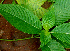  ( - BioBot01482)  @11 [ ] CreativeCommons - Attribution Non-Commercial Share-Alike (2010) Daniel H. Janzen Guanacaste Dry Forest Conservation Fund